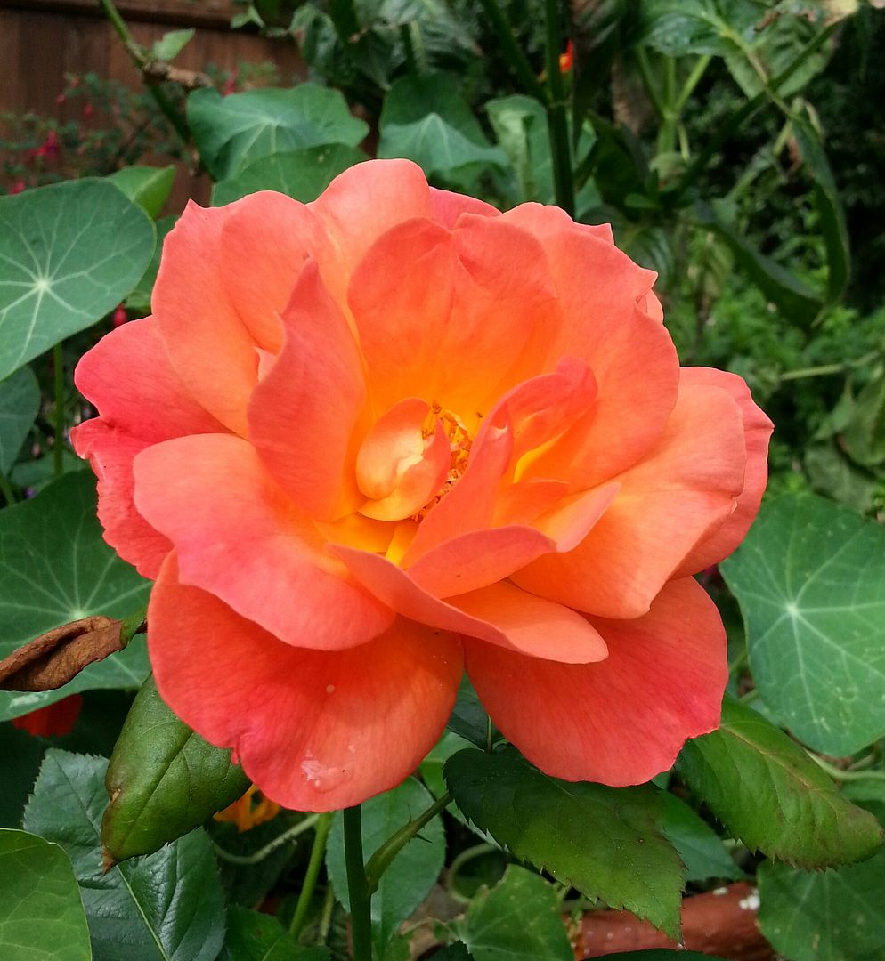  photo 20140902_104704-1_zpsmxhj8y6y.jpg